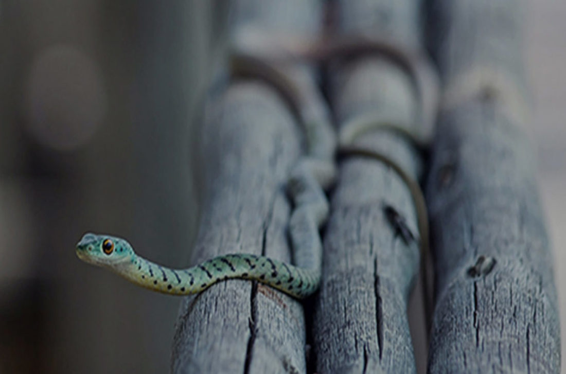 Little Green Snake