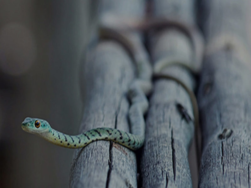 Little Green Snake