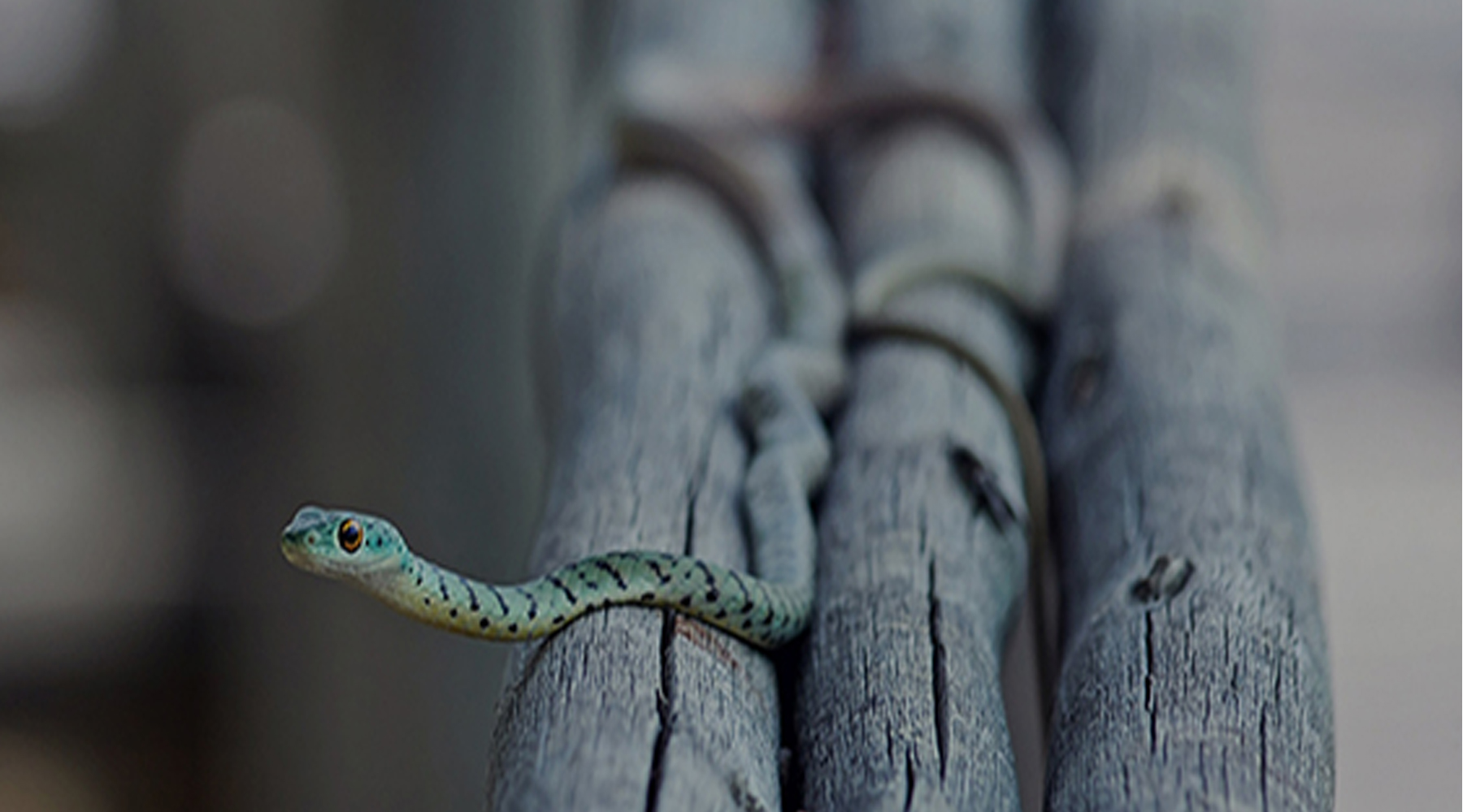 Little Green Snake