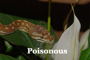 Orange Poison Snake