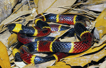 Coral Snake