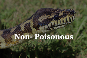 Non-poisonous snake